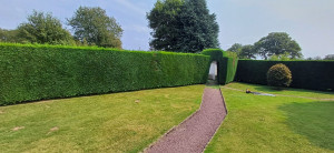 Photo de galerie - Taille de haies et d'arbustes