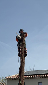 Photo de galerie - Démontage d'un cyprès
