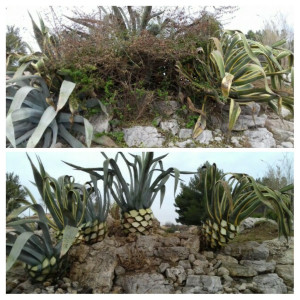 Photo de galerie - Nettoyage massif agaves