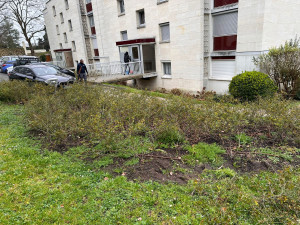 Photo de galerie - Nettoyage d'un massif de rosier ???
