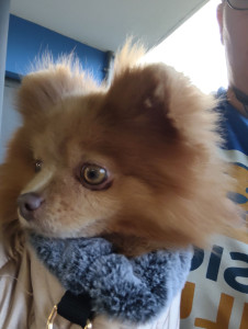 Photo de galerie - Garde chien