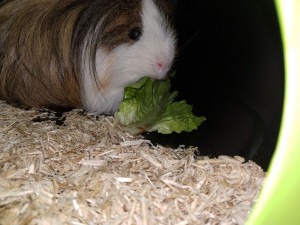 Photo de galerie - Petit cochon d'Inde à la maison 