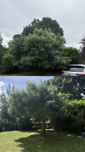 Photo de galerie - Tonte de pelouse - Débroussaillage