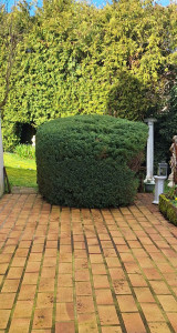 Photo de galerie - Taille de haies et d'arbustes