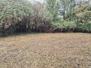 Photo de galerie - Défrichage de ronces 
