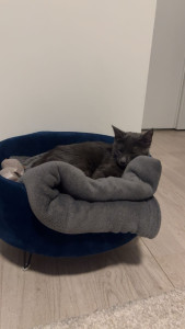 Photo de galerie - Garde chat