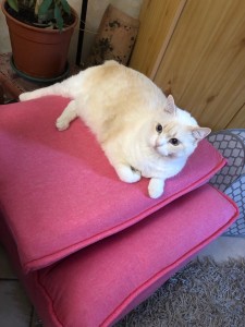 Photo de galerie - Ici ma Canou que je garde au quotidien ;-)