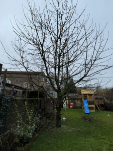 Photo de galerie - Elagage et coupe d'arbres