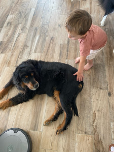 Photo de galerie - Garde animaux