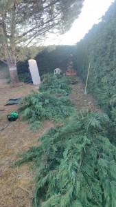 Photo de galerie - Taille de haies et d'arbustes