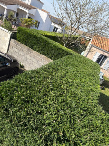 Photo de galerie - Belle, taille de Haie, 100ml 