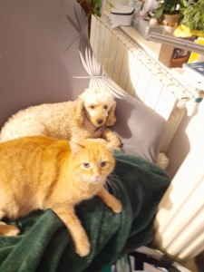 Photo de galerie - Mon petit chien  Choupette et mon chat Caramel
