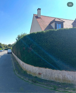 Photo de galerie - Taille de haie sur la commune de itteville 