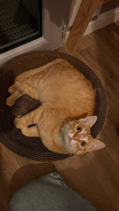 Photo de galerie - Garde animaux