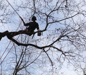 Photo de galerie - Elagage et coupe d'arbres