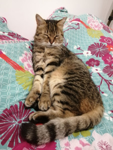 Photo de galerie - Garde de votre Chat à votre domicile 