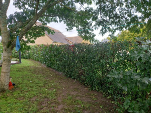 Photo de galerie - Taille de haie 