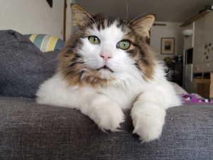 Photo de galerie - Visite de chat à domicile