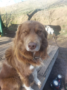 Photo de galerie - Garde chien