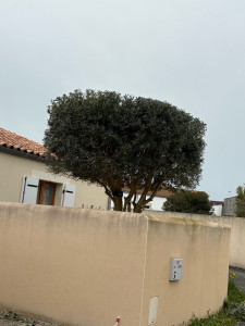 Photo de galerie - Taille d Olivier et plus encore 