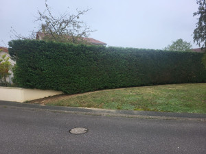 Photo de galerie - Rabattage d'une belle haie de Cyprès ?