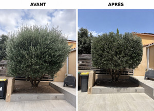 Photo de galerie - Taille d’un Olivier 