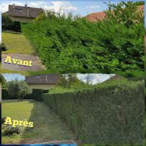Photo de galerie - Étêtage sur toute la longueur de la haie