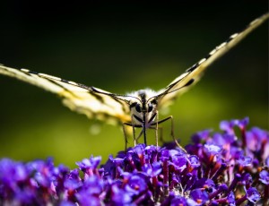 Photo de galerie - Photo d’un joli papillon, qui s’est prêté au jeu :) 