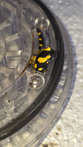 Photo de galerie - Salamandre pré-filtre pompe 