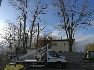 Photo de galerie - Elagage et coupe d'arbres
