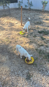 Photo de galerie - Deux adorables Jack Russel âgés de 15 ans et 18 ans nourris et soignés pendant l'absence de leur maître.
