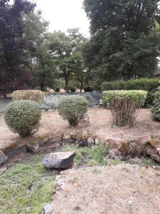 Photo de galerie - Taille de haies et d'arbustes