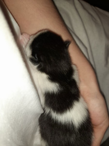 Photo de galerie - Garde chat