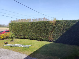Photo de galerie - Rabbatage de haie 