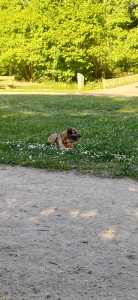 Photo de galerie - Mon chien et sa baballe, sur la coulée verte ?
