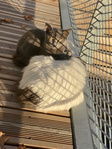 Photo de galerie - Garde animaux