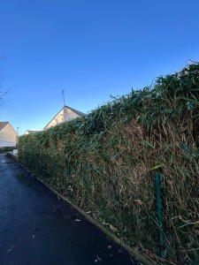 Photo de galerie - Taille d’une haie de bambou / après