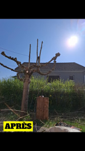 Photo de galerie - Elagage et coupe d'arbres