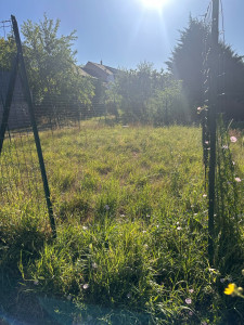 Photo de galerie - Tonte de pelouse 