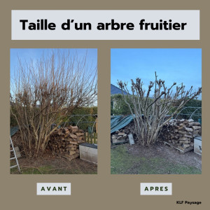 Photo de galerie - Taille d’un arbre