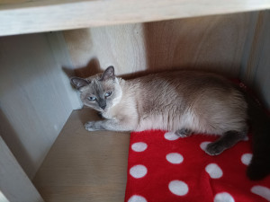 Photo de galerie - Bonjour à tous, j'aimerais faire garder mon chien et mon chat pour une période de 15 jours environ, fin septembre. 
Merci tout le monde.