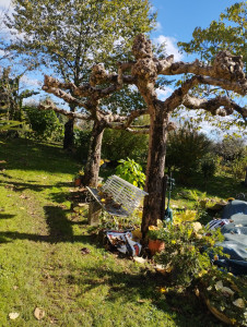 Photo de galerie - Taille hivernale de deux superbes catalpas ?