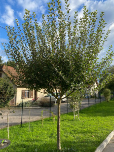 Photo de galerie - Pommier avant taille 