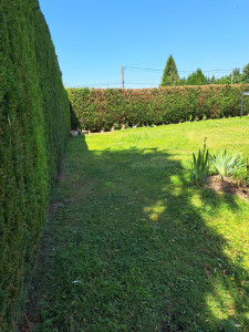 Photo de galerie - Taille de haies et d'arbustes