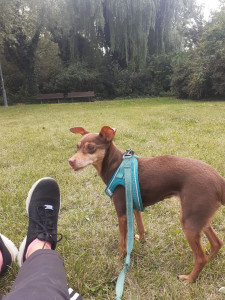 Photo de galerie - Journée avec le magnifique pinscher 