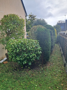 Photo de galerie - Taille d'arbustes
