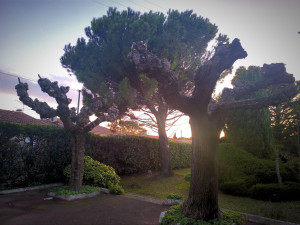 Photo de galerie - Elagage et coupe d'arbres