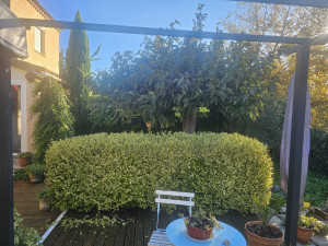 Photo de galerie - Taille de haies et d'arbustes