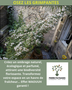 Photo de galerie - Osez les grimpantes 