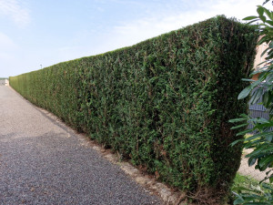 Photo de galerie - Taille d’une haie de thuya 